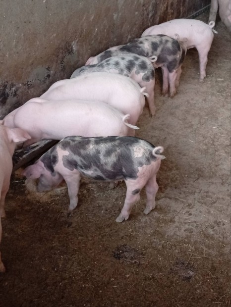 Pietrain malacok eladk!