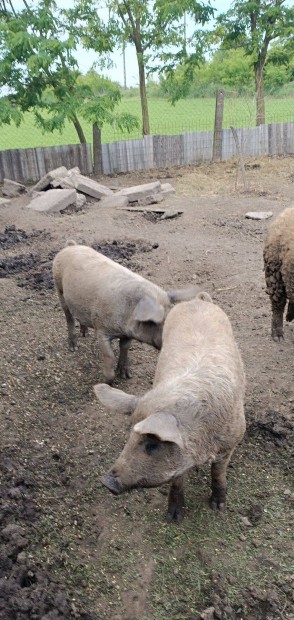 Pietrain x mangalica süldők