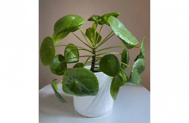 Pilea peperomioides (Pnzlevel pilea)