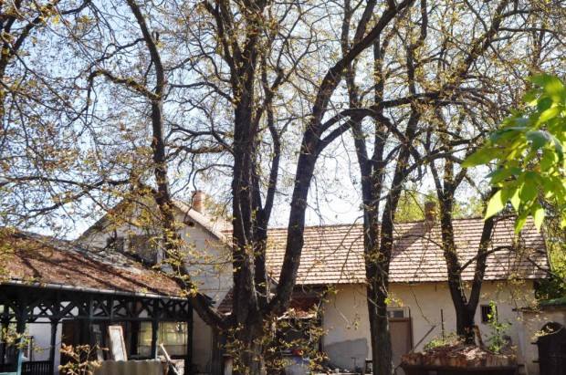 Piliscsaba, ELAD - BRBEAD Vendgl Piliscsabn, 260 m2-es,