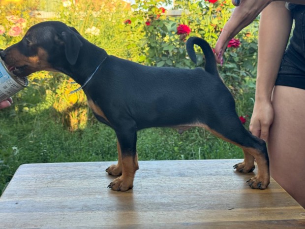 Pincser / nmet trpe pinscher