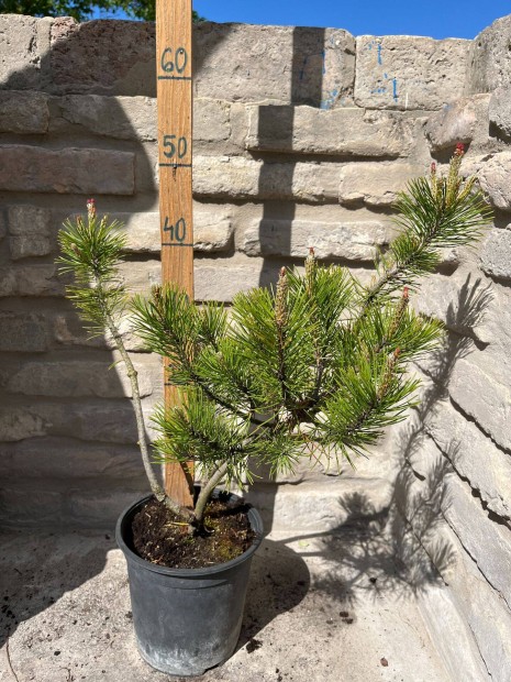 Pinus mugo Pumilio - Havasi trpefeny