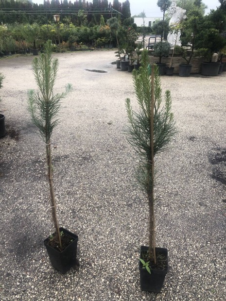 Pinus pinea Mandulafeny