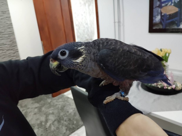 Pionus fuscus ibolyapapagj toj elad