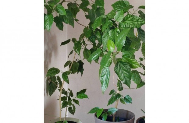 Piros duplavirg hibiszkusz kb. 1m