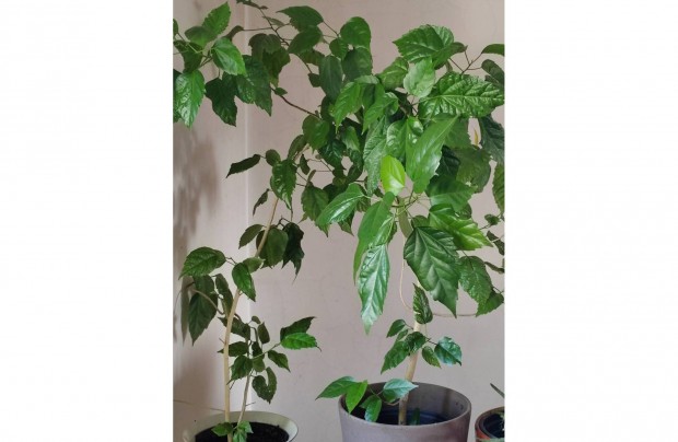 Piros duplavirg hibiszkusz kb. 1m