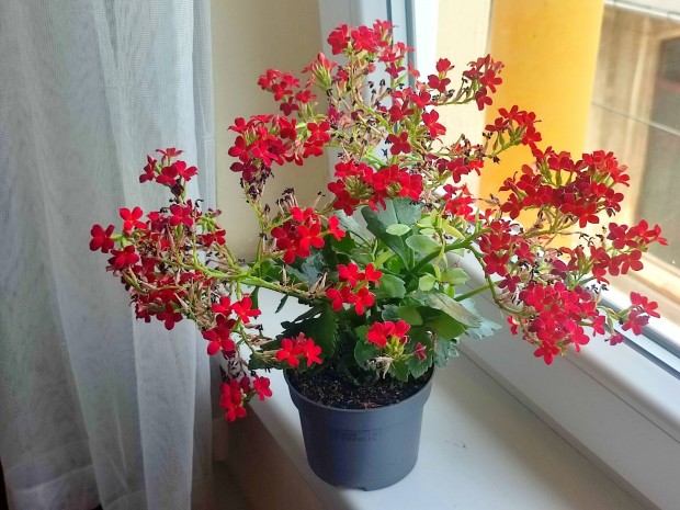 Piros korallvirg szobanvny