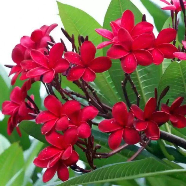 Piros plumria, frangipni (Plumeria) nvnyek eladk