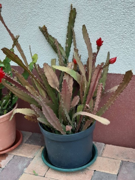 Piros virg kaktusz elad olcsn. Vecssen !!!