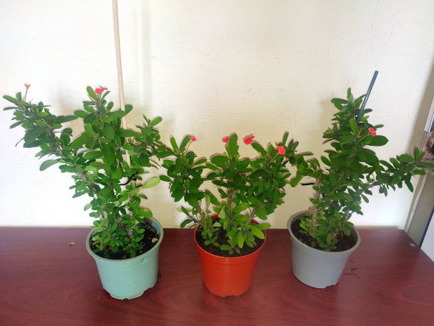 Piros virágú pompás kutyatej szobanövény (Euphorbia Milii)