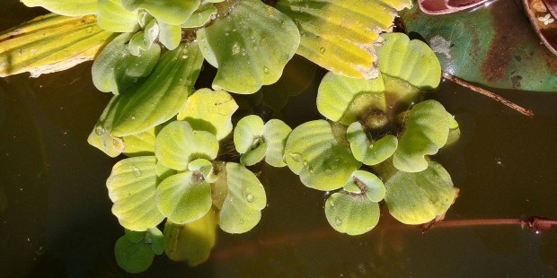 Pistia stratiotes - sz kagyltutaj vzi nvny