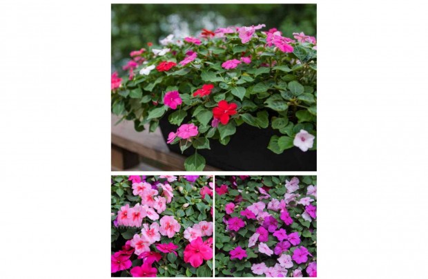 Pistike Trpe nebncsvirg, (Impatiens walleriana) az r 100db magra v