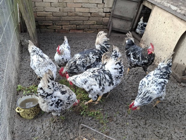 Pita Pinta Asturiana toj�s!