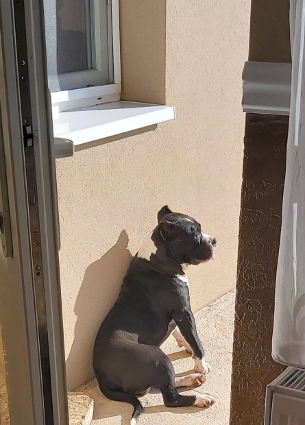 Pitbull jellegű kan ingyen elvihető