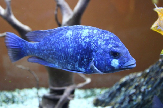 Placidochromis phenochilus Tanzania sgr