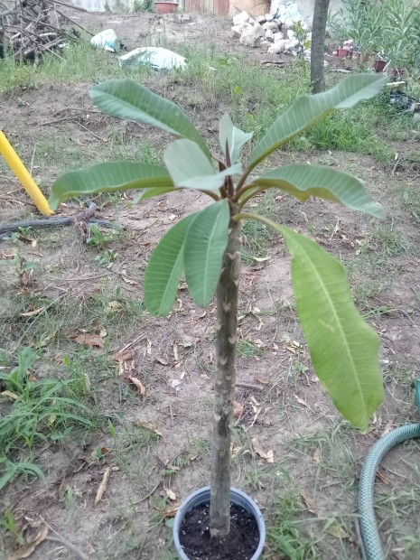 Plumeria Rubra 