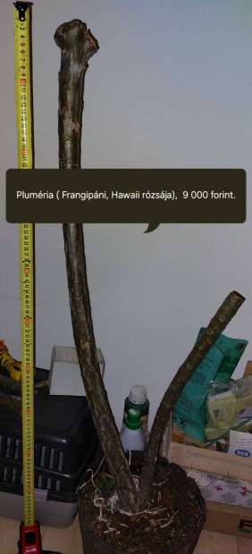 Plumria, Frangipni, Hawaii rzsja vgs