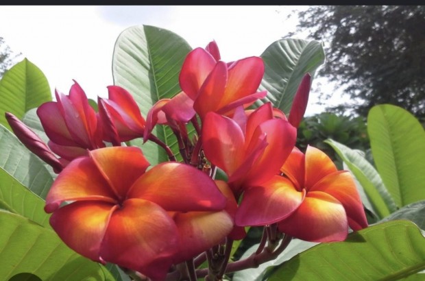 Plumeria, frangipani 