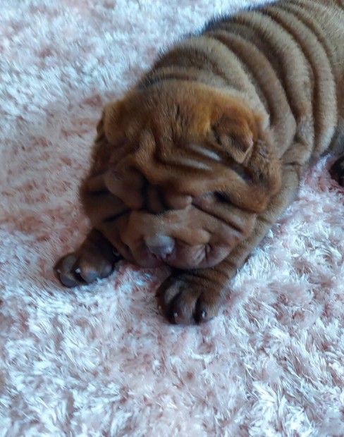 Plss mack shar pei