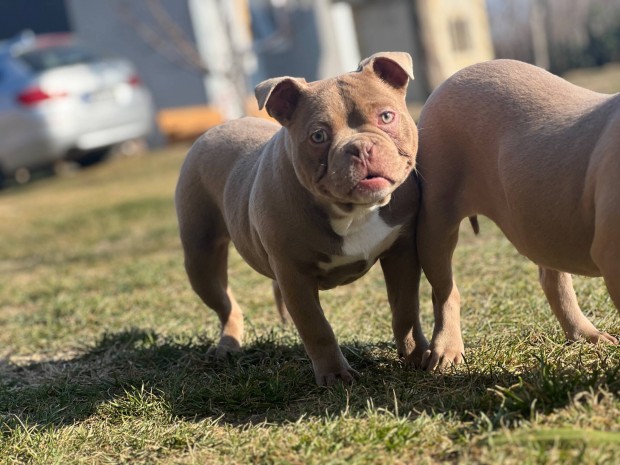 Pocket American Bully kislny