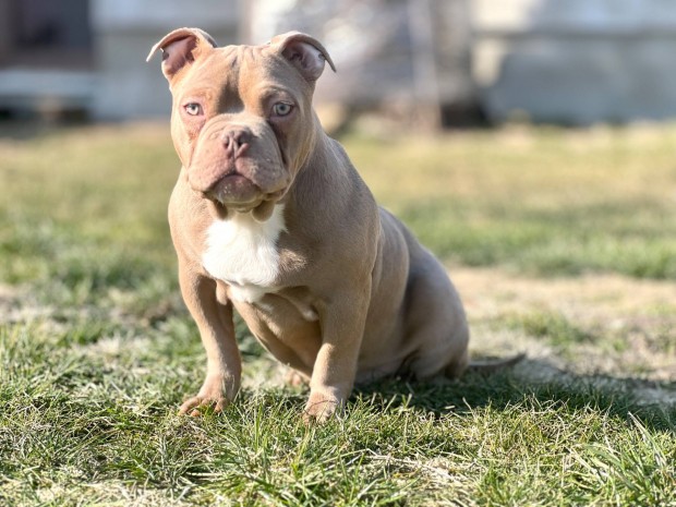 Pocket American bully fi