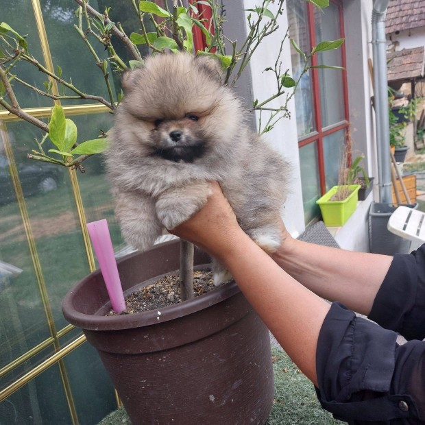 Pomeraniai Törpe Spitz