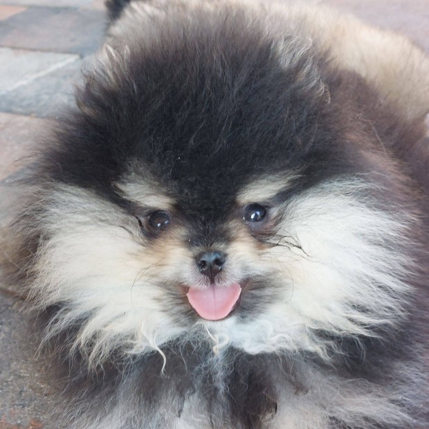 Pomeraniai Törpe Spitz