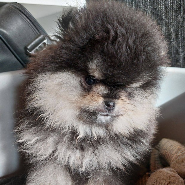 Pomeraniai Törpe Spitz