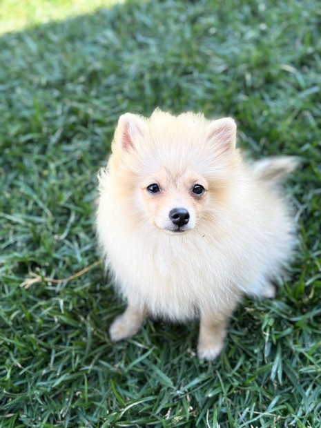 Pomerániai Törpe Spitz