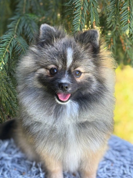 Pomerániai Törpe Spitz