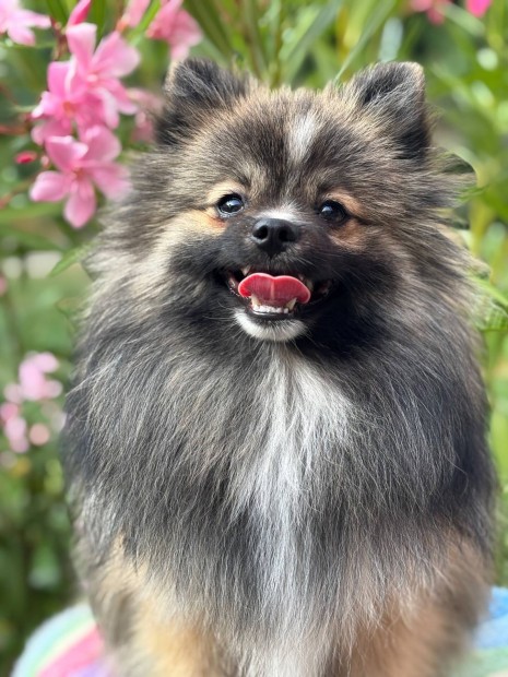 Pomerániai Törpe Spitz