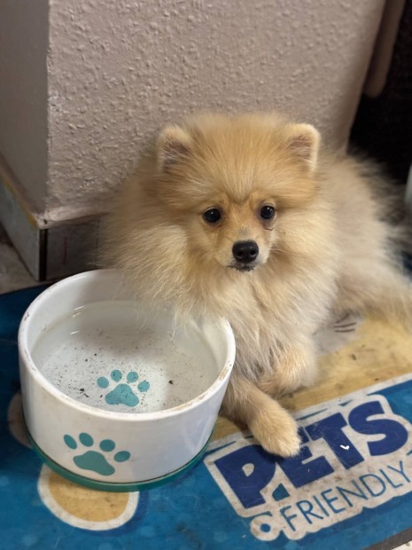 Pomerániai Törpe Spitz