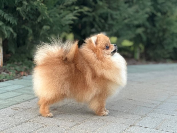 Pomerniai Trpespitz