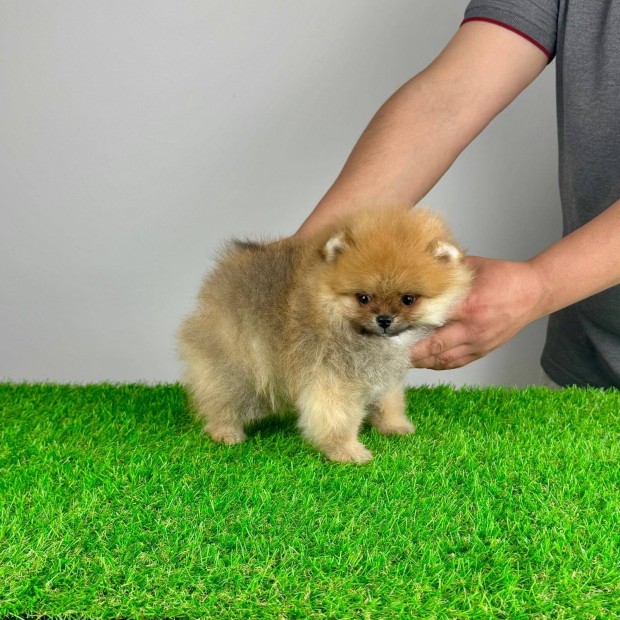 Pomerániai Törpespitz Pomi kiskutya törzskönyvvel