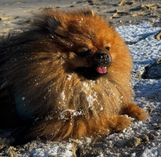 Pomerniai, Spitz, Spicc Trzsknyvezett HA Kicsit Szeretnl: