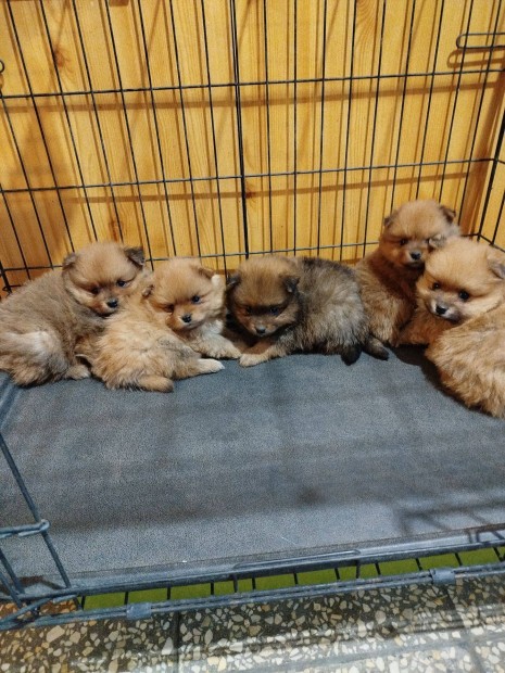 Pomerániai spicc fajtajellegű kiskutyák ,kölyökkutyák eladók !