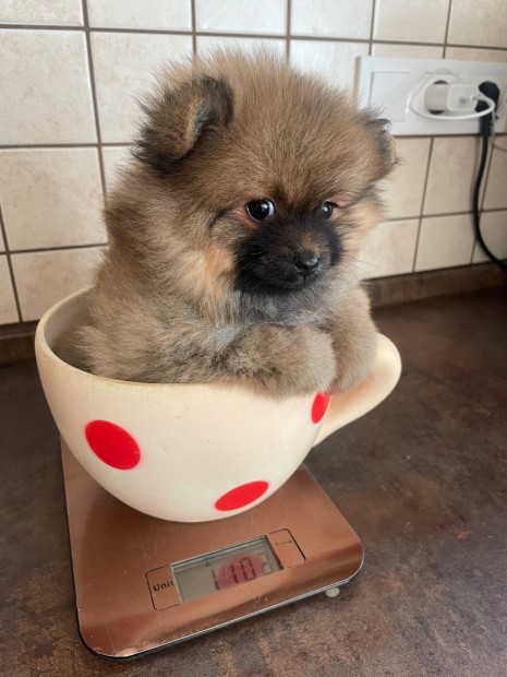 Pomerániai törpe Spitz kislány ,igazi maci , törzskönyvel