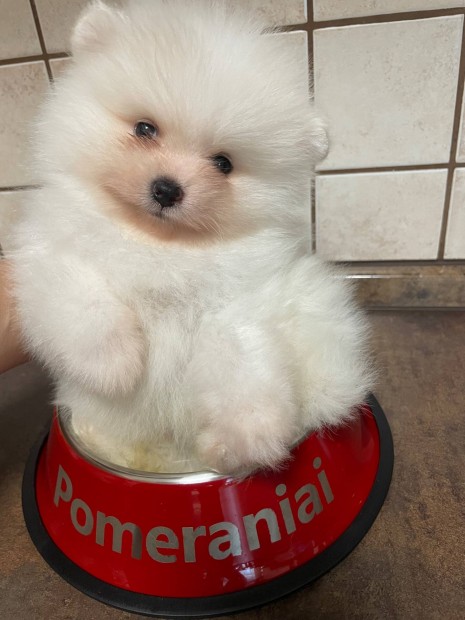 Pomerániai törpe Spitz tenyésztőtől , garanciával , törzskönyvel