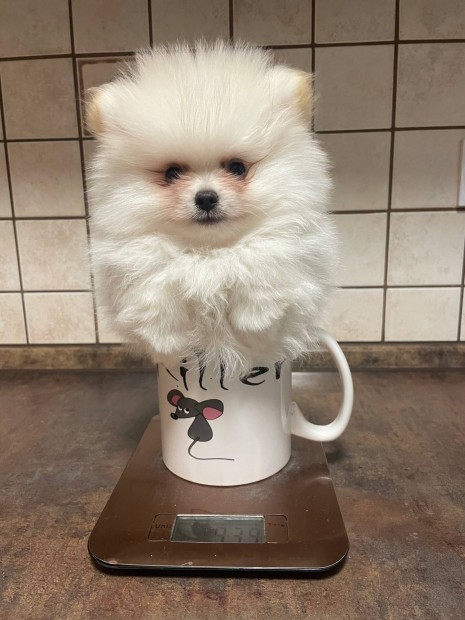 Pomeraniai törpe Spitz tökéletességek törzskönyvel , garanciával
