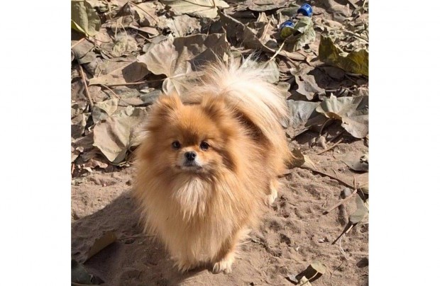 Pomer�niai t�rpe �s N�met kis Spitz elad�!