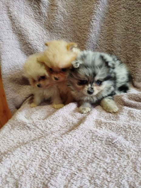 Pomerániai törpe spicc ,spitz fajtajellegű kiskutyák eladók !