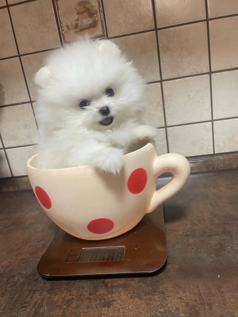 Pomerániai törpe spitz , Pomi, garanciával , törzskönyvel