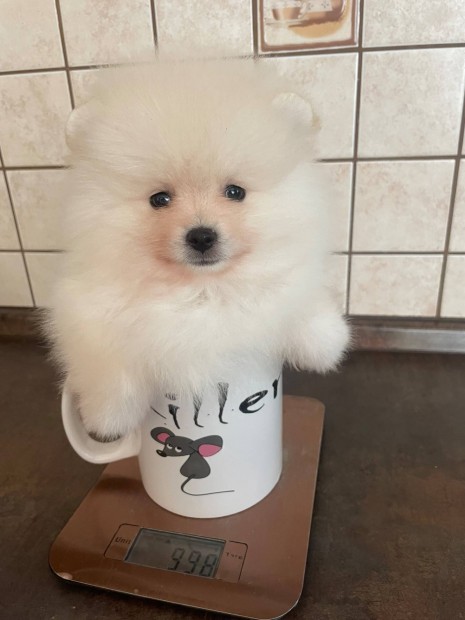 Pomerániai törpe spitz , Pomi, törzskonyvel garanciával