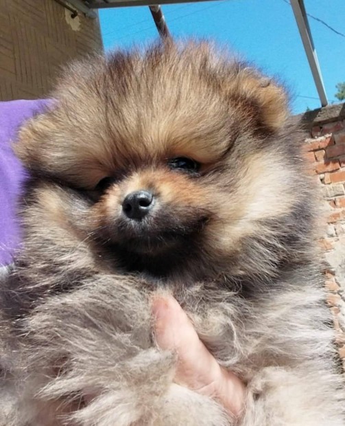 Pomerániai törpe spitz kölykök,törzskönyvezve