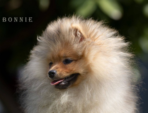 Pomerániai törpe spitz lányok