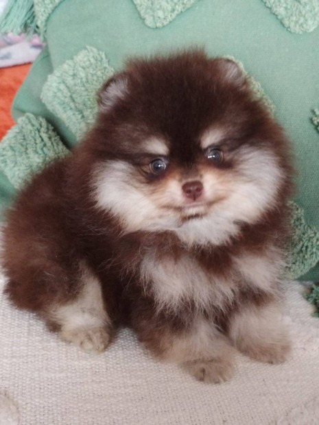 Pomerniai trpe spitz pomeranian brown and tan