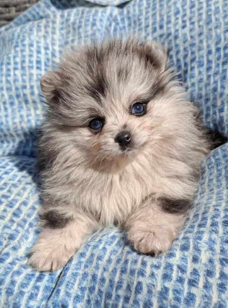 Pomer�niai t�rpespicc fajtatiszta jelleg� k�l�nleges merle pomi