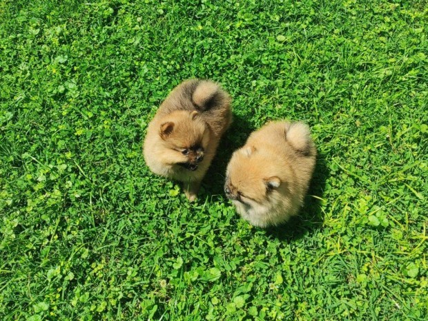 Pomerániai törpespicc fajtatiszta jellegű spitz kiskutyák