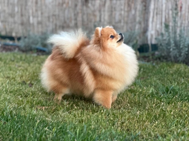 Pomerniai trpespitz