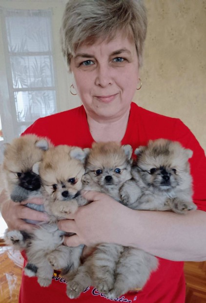 Pomerániai törpespitzek tenyésztőtől garanciával